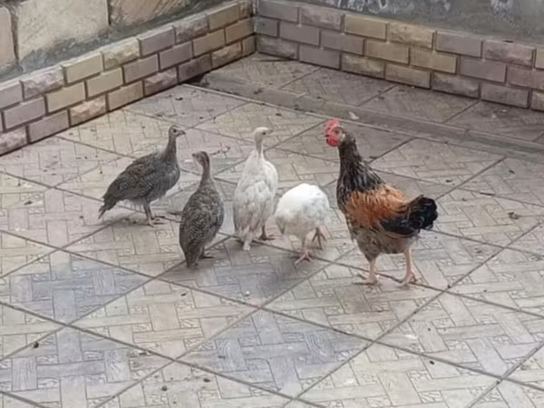 Chickens