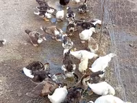 Ducks — fotografija 6