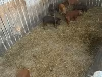หมูป่าตัวผู้, Мангалица — รูปภาพ 1