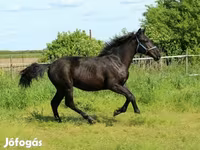 Жребец, Hungarian horse breed — снимка 1