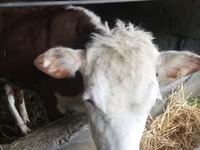 Banteng, Simmental cattle — foto 8