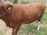ላም, Simmental cattle — ፎቶ 1