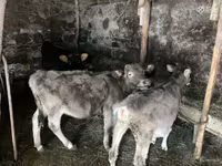 Byk, Bydło — zdjęcie 3