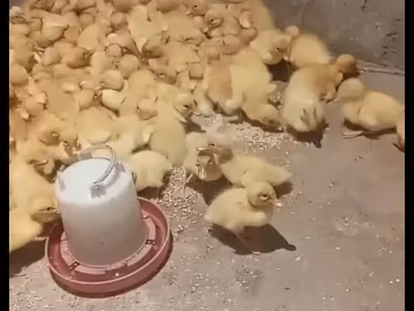 Pekin tedesco