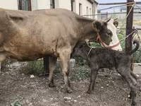 암소, Simmental cattle — 사진 2