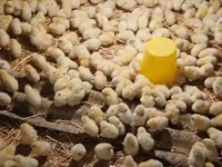 Chickens — عکس 1