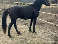 Cavallo, Cavalli — foto 1