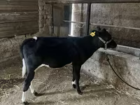 Bydło (partia, płeć nieokreślona), Russian Black pied cattle — zdjęcie 7