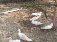 Ducks — 照片 4