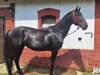 Kůň, Nonius horse — foto 4