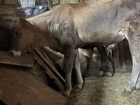 Toro, Ganado vacuno — foto 3