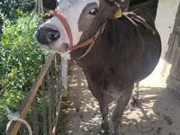 Tehén, Swiss cattle — 7. fotó