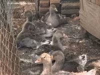 Geese — zdjęcie 1