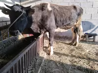 Vacă, Latvian Blue cattle — foto 1