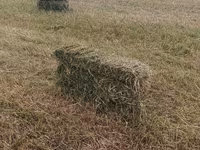 Сено в тюках (прямоугольные кипы) - Заготовлено на луговых угодьях; - — foto 4