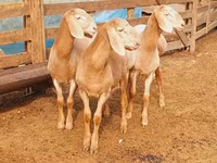 Montone, Arashan sheep — foto 2