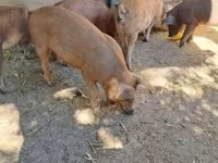 Schweine (Partie, Geschlecht nicht angegeben), Мангалица — Foto 1