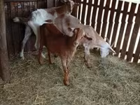 Cabra, Cabras — foto 2