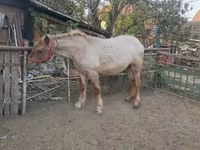 Caballo, Caballos — foto 2
