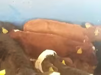 Бух, Simmental cattle — 2 зураг