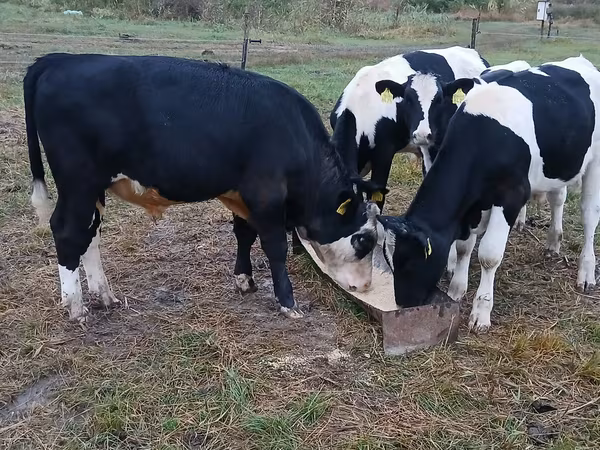 Bou, Rasa Holstein