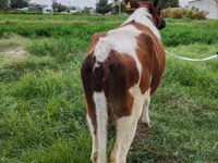 Ko, Simmental cattle — foto 3