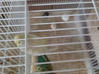 2 ədəd yuva 2 cüt papuqay.iki cüt ikside yumurta usdunde yatır — foto 2