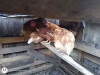 Chickens — الصورة 1