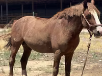 Cavallo, Kazakh horse — foto 1