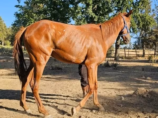 Klisna, Arabian horse