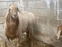قوچ, Arashan sheep — عکس 7
