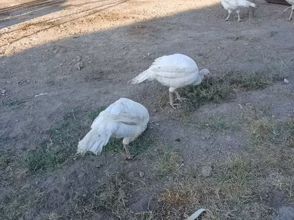 Turkeys