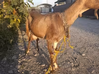 بز ماده, بز — عکس 3