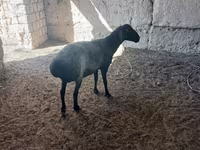 Kambing betina, Sheep — foto 2