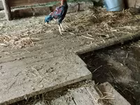 Chickens — عکس 2