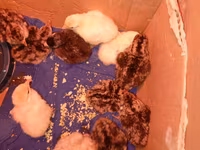 King Quail — photo 2