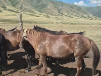 مادیان, اسب — عکس 4