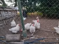 Chickens — ảnh 1
