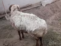 Қӯчқор, Гӯсфандон — акс 3