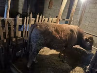 Toro, Ganado vacuno — foto 4
