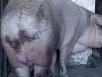Babi betina, Дюрок — foto 2