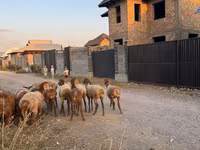 Ovce, Edilbay sheep — foto 3