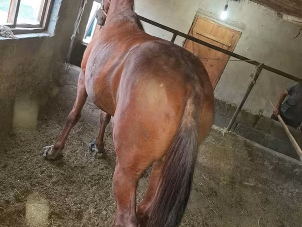 Mare, Horses — Kyrgyzstan