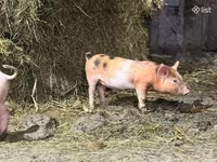 Prasnice, Prasata — foto 2