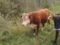 Banteng, Hereford — foto 2