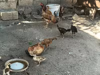 Chickens — zdjęcie 5