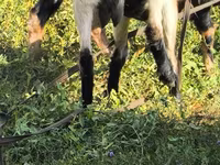 Kambing jantan, Alpine goat — foto 7