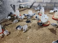 Chickens — รูปภาพ 5