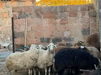 암양, 양 — 사진 3