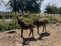 اسب نر, اسب — عکس 2